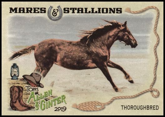 MS-3 Thoroughbred Horse